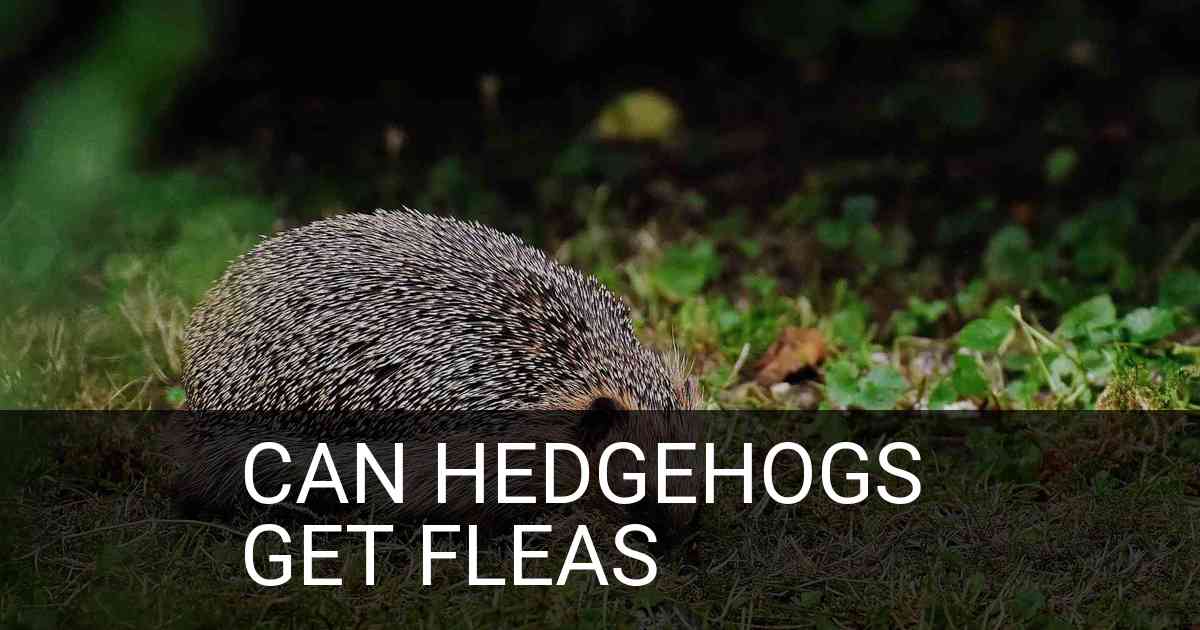 Can Hedgehogs Get Fleas
