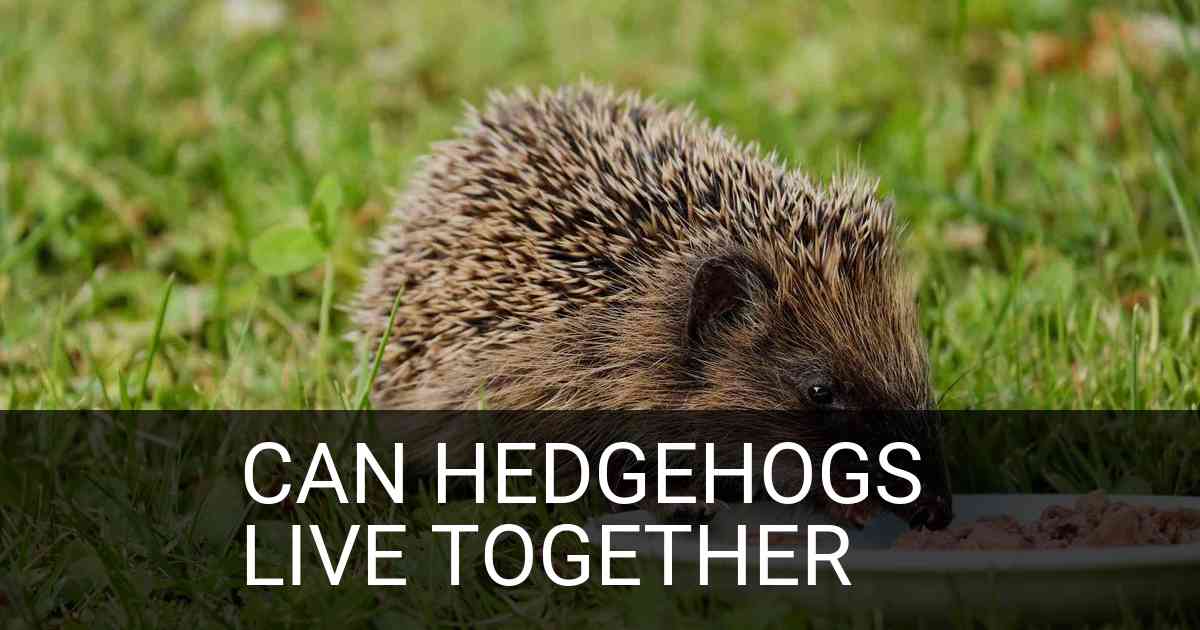 Can Hedgehogs Live Together