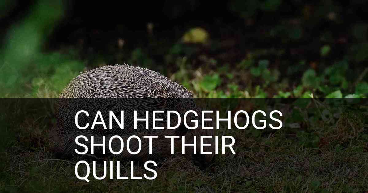 Can Hedgehogs Shoot Their Quills
