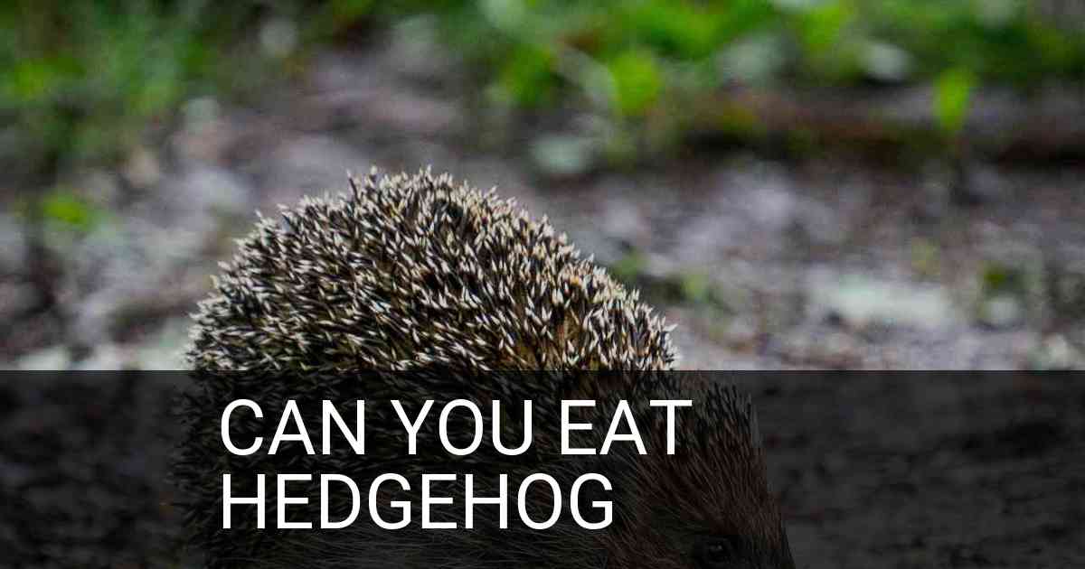 Can You Eat Hedgehog