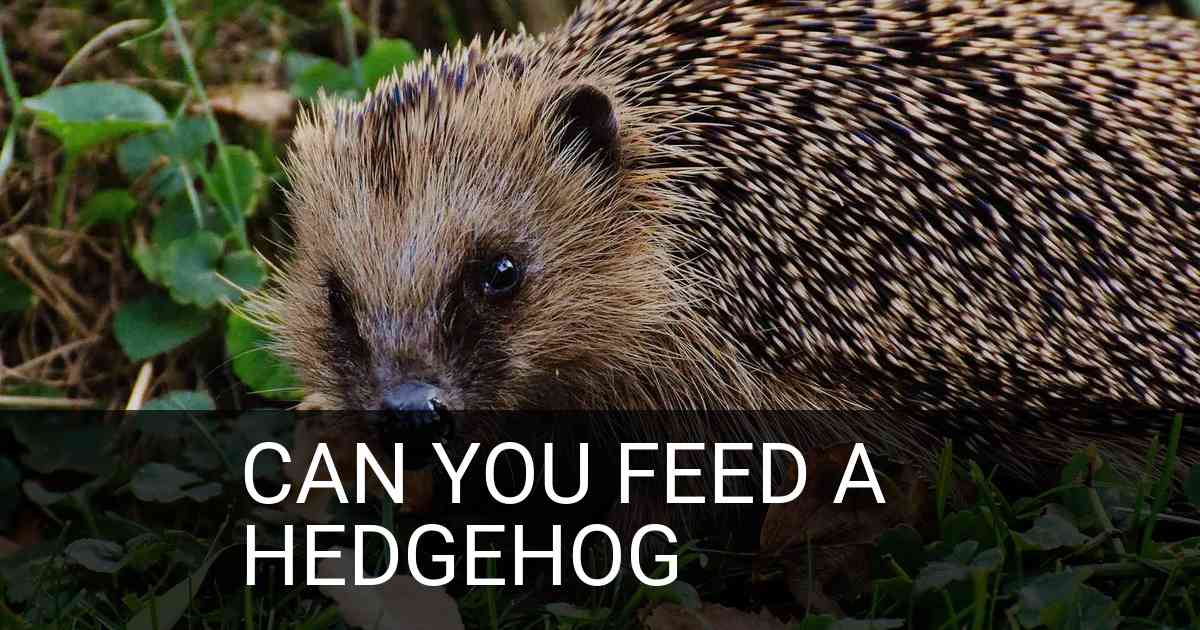 Can You Feed A Hedgehog