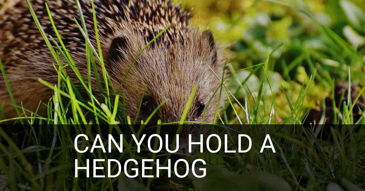 Can You Hold A Hedgehog