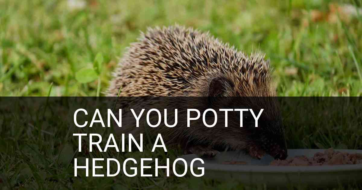 Can You Potty Train A Hedgehog