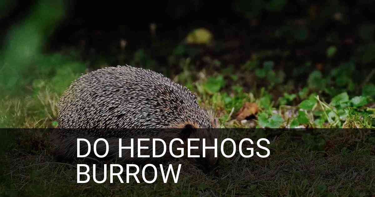 Do Hedgehogs Burrow
