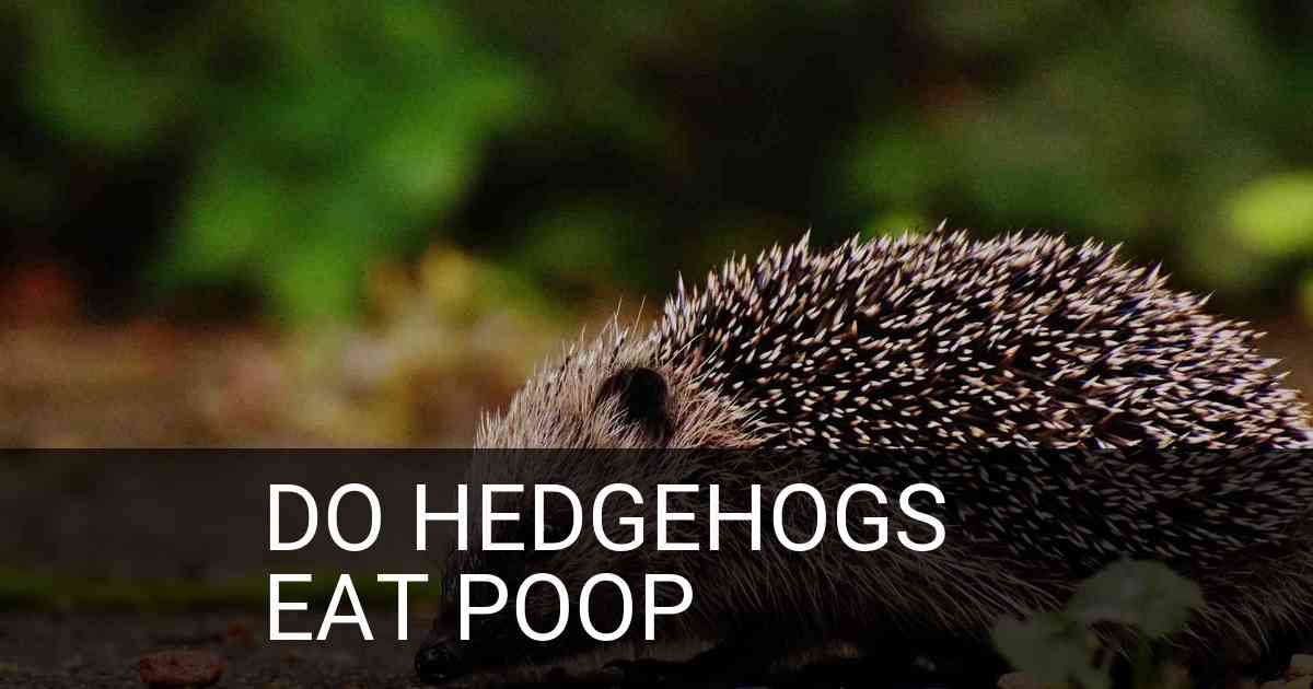 Do Hedgehogs Eat Poop