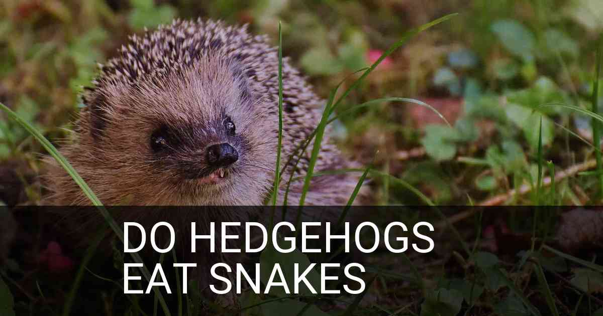 Do Hedgehogs Eat Snakes