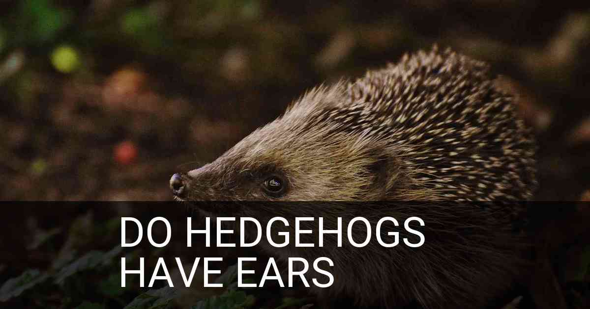 Do Hedgehogs Have Ears