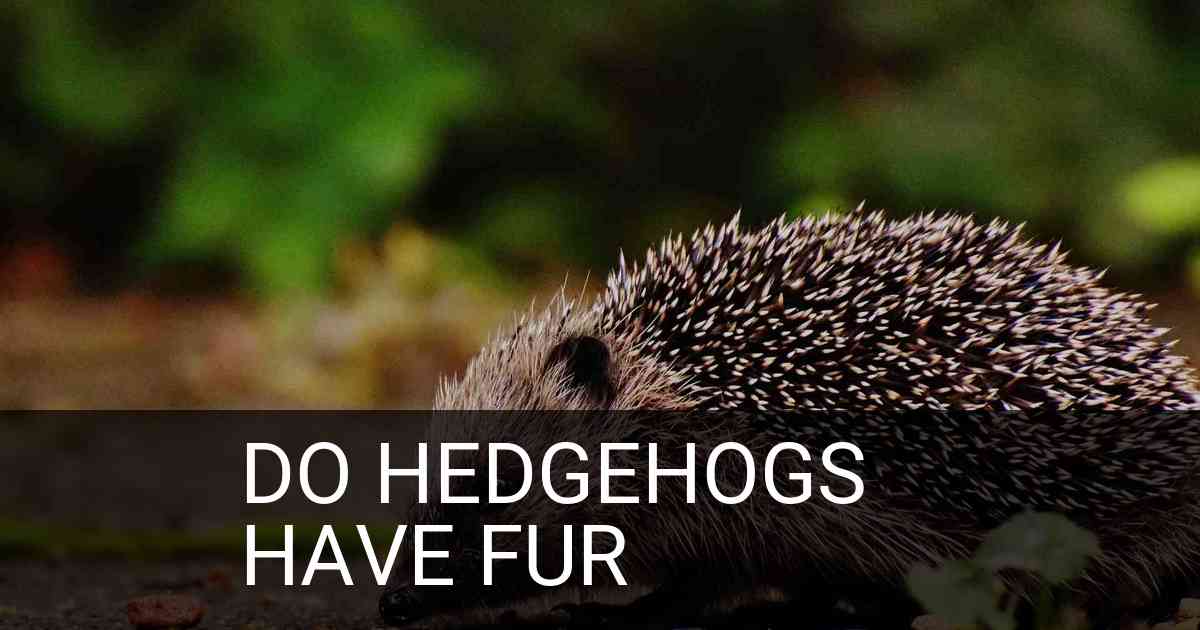 Do Hedgehogs Have Fur