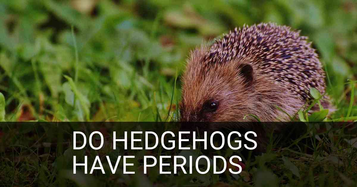 Do Hedgehogs Have Periods