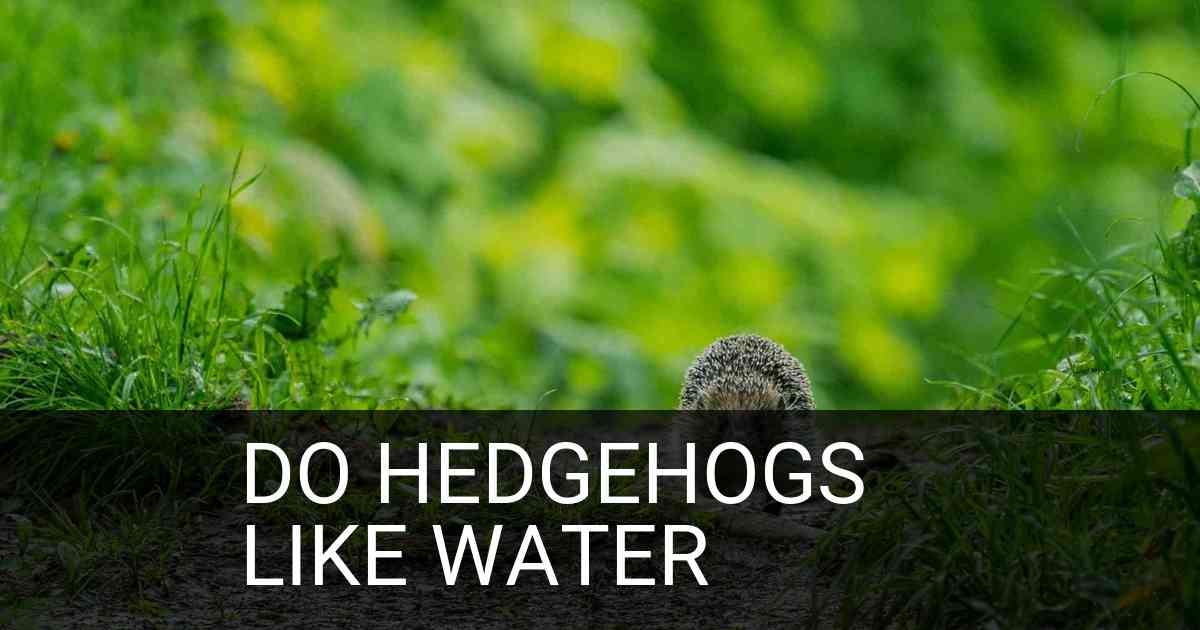 Do Hedgehogs Like Water