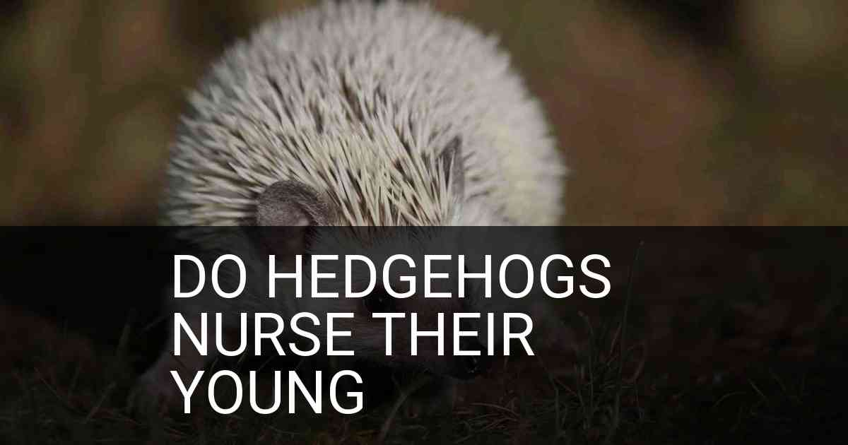 Do Hedgehogs Nurse Their Young