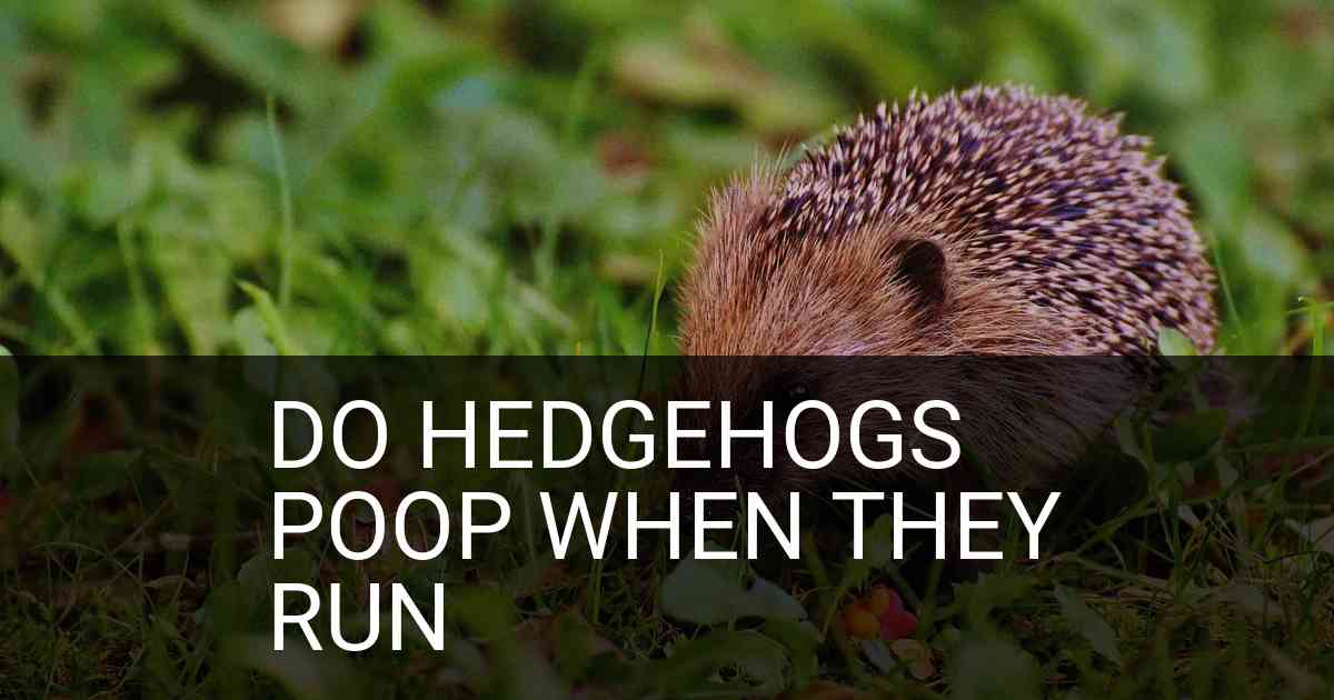 Do Hedgehogs Poop When They Run