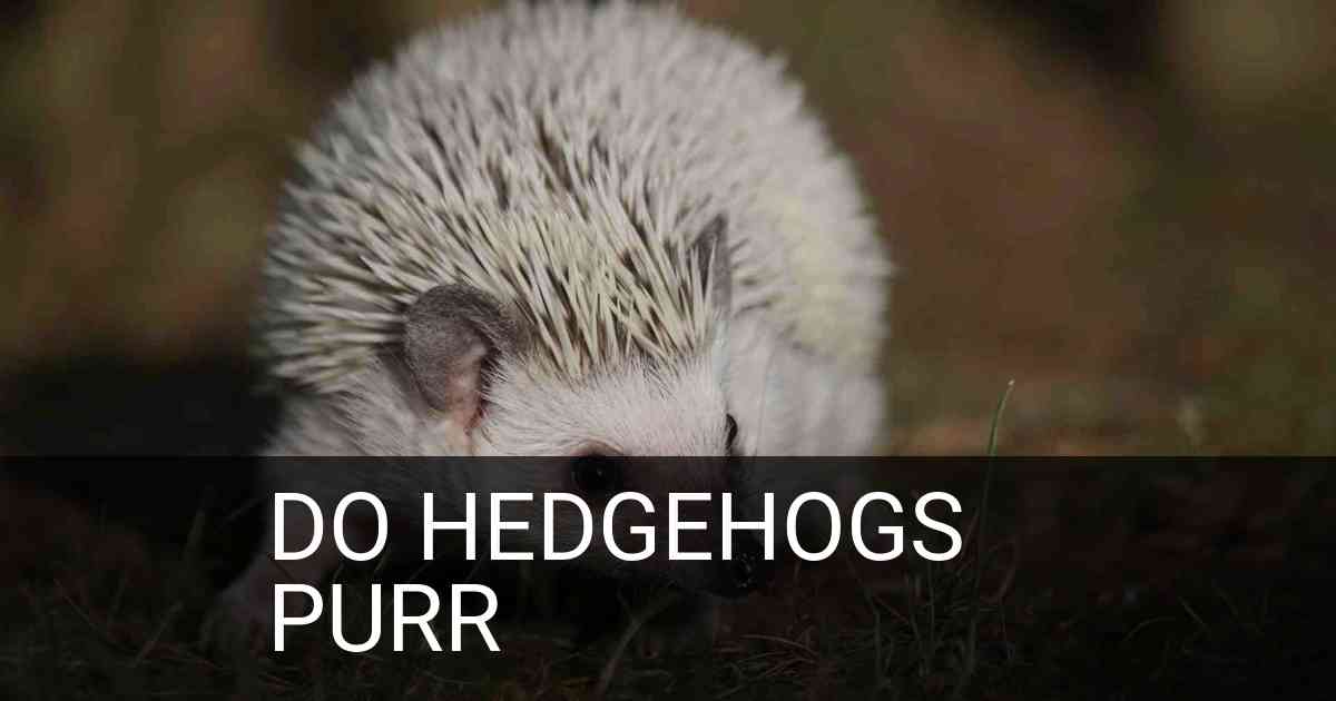 Do Hedgehogs Purr