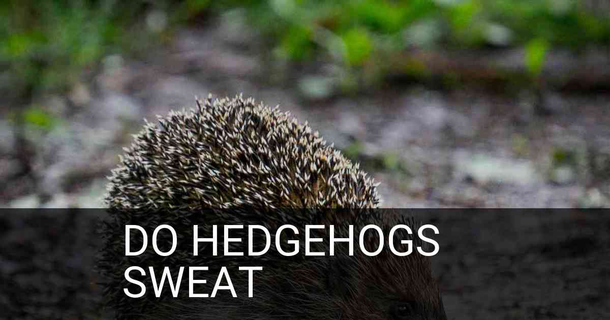 Do Hedgehogs Sweat