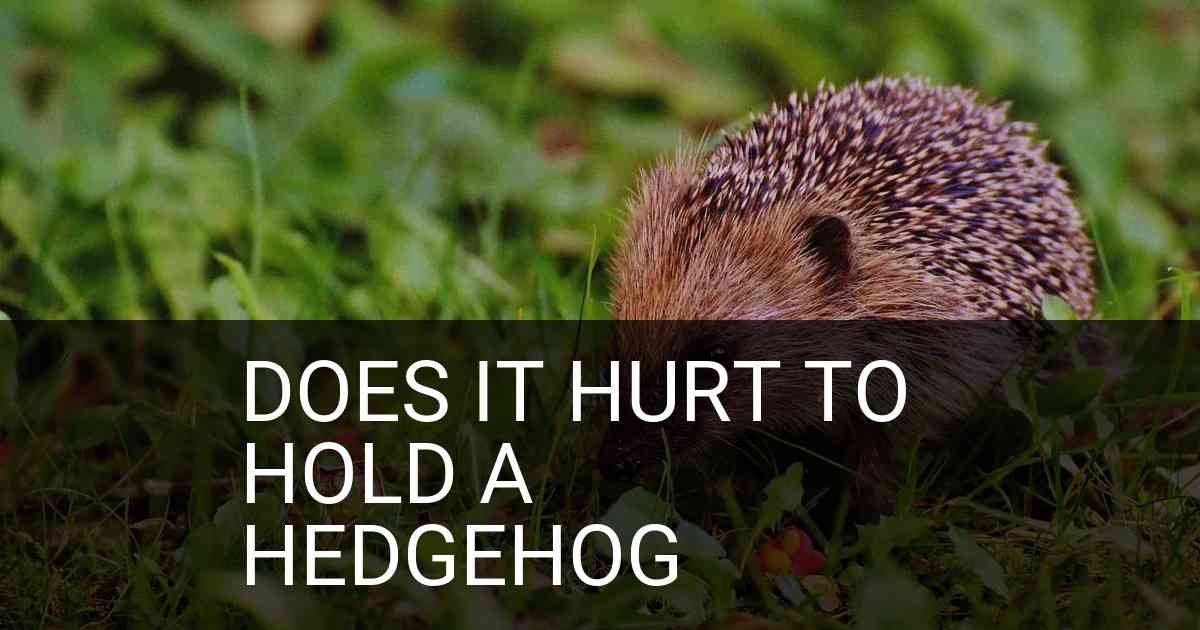 Does It Hurt To Hold A Hedgehog