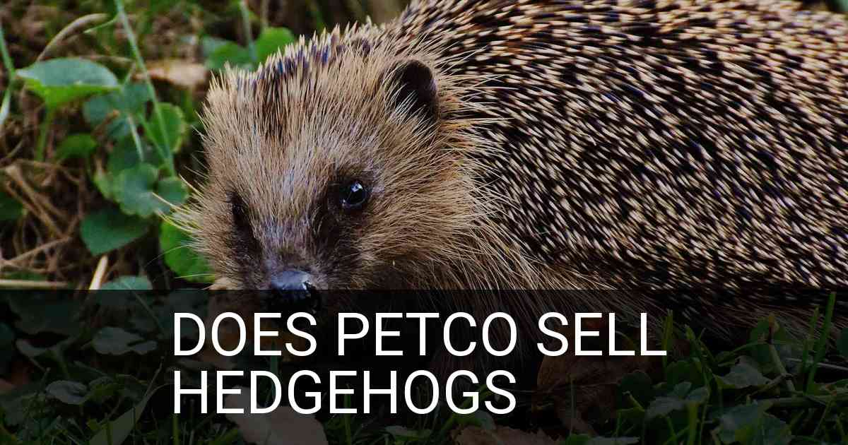 Does Petco Sell Hedgehogs
