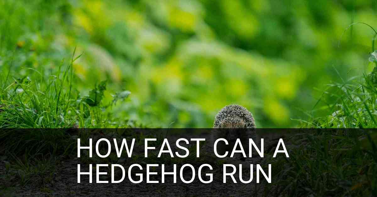 How Fast Can A Hedgehog Run