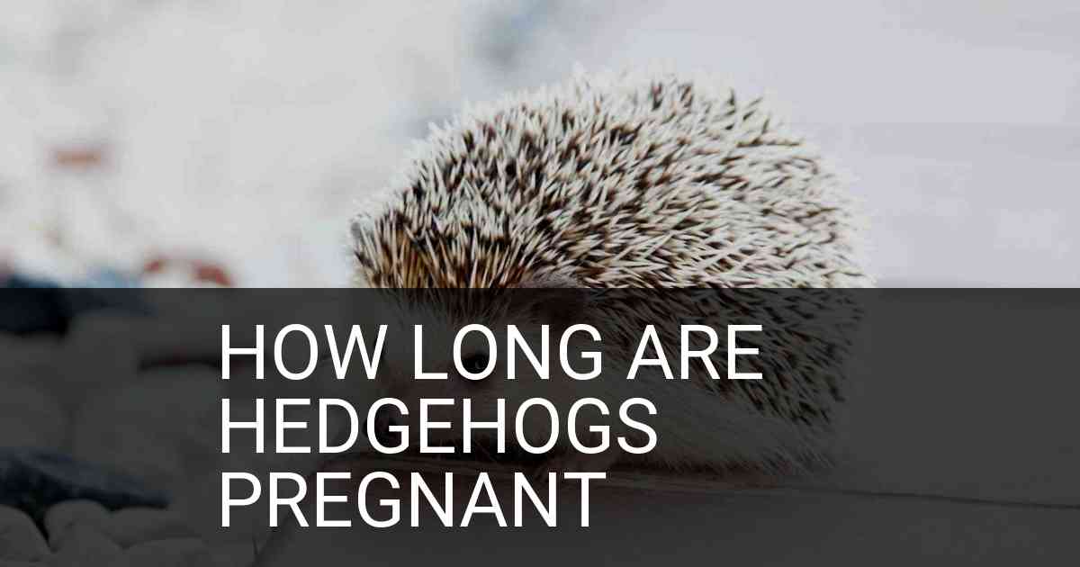 How Long Are Hedgehogs Pregnant