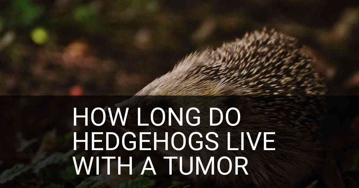 How Long Do Hedgehogs Live With A Tumor