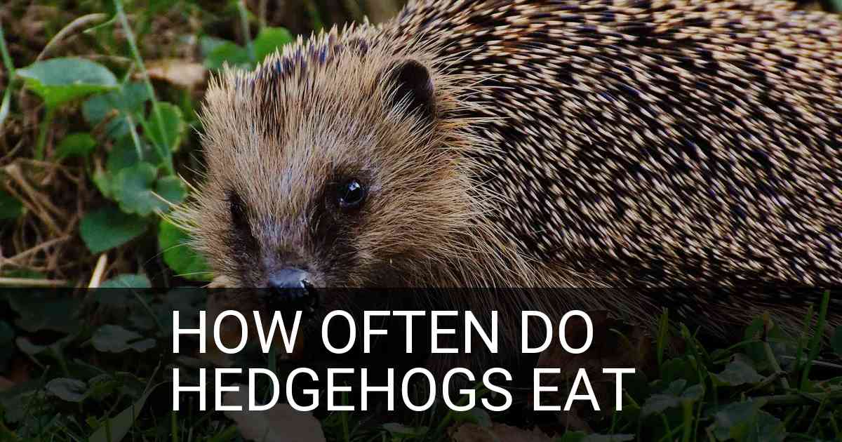 How Often Do Hedgehogs Eat