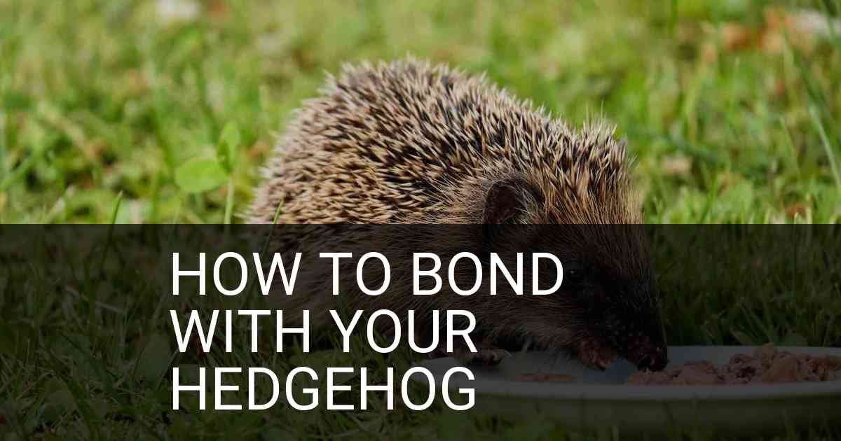 How To Bond With Your Hedgehog