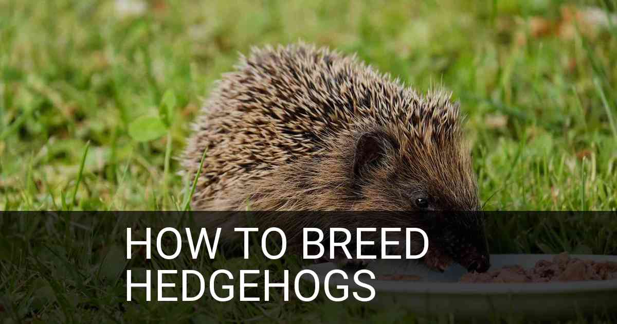 How To Breed Hedgehogs