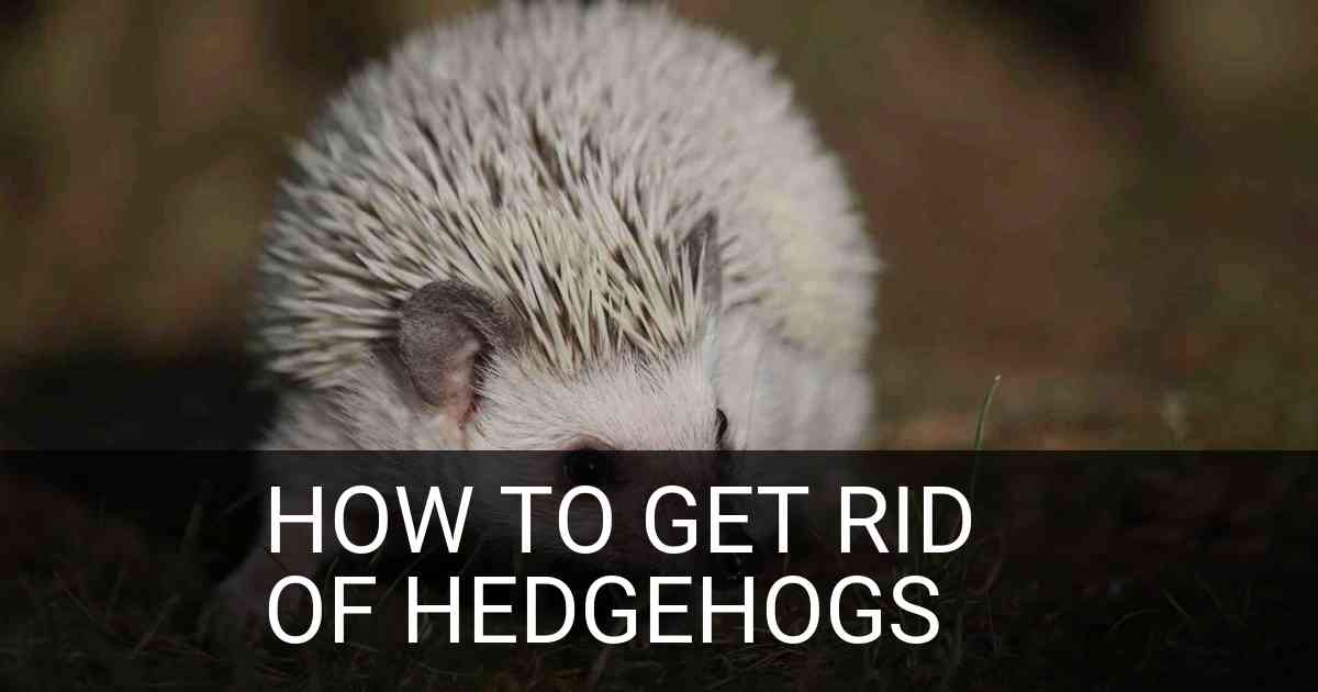 How To Get Rid Of Hedgehogs
