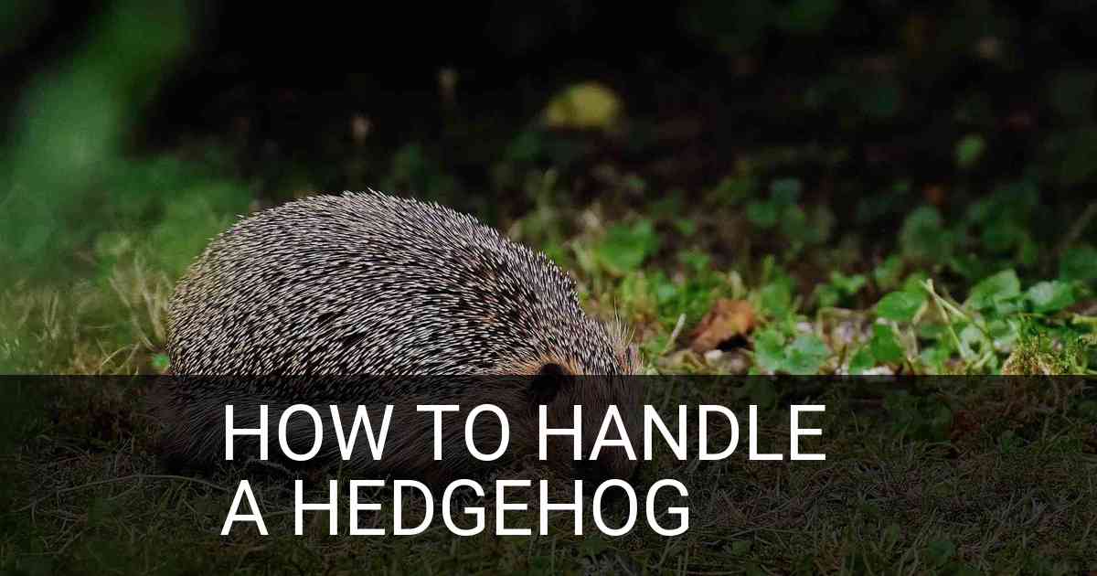 How To Handle A Hedgehog