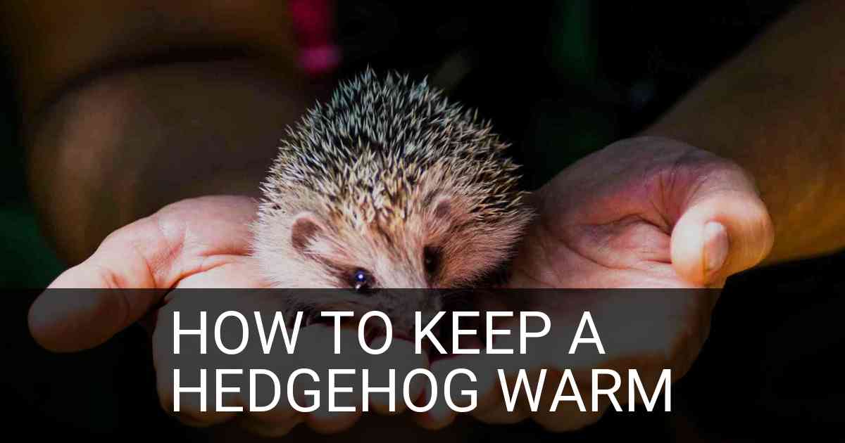 How To Keep A Hedgehog Warm