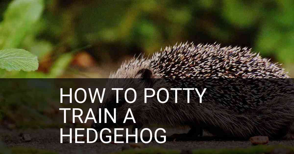 How To Potty Train A Hedgehog