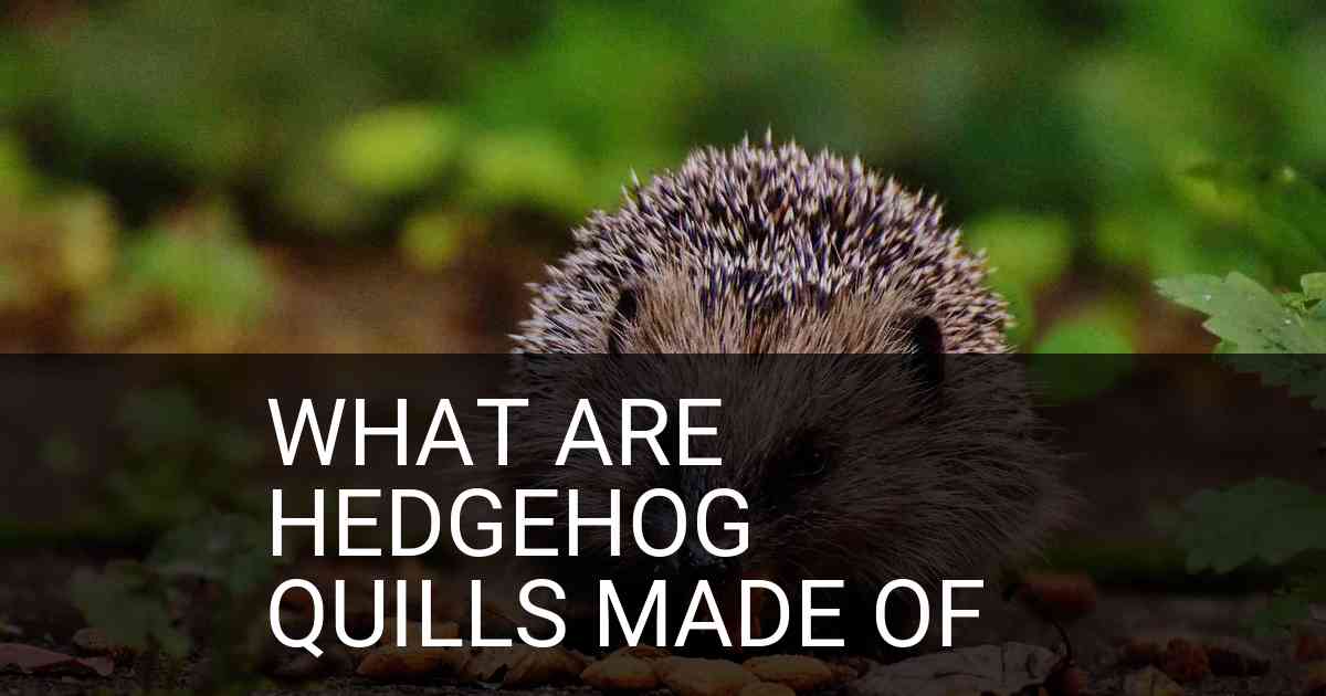 What Are Hedgehog Quills Made Of