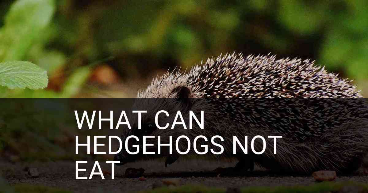 What Can Hedgehogs Not Eat