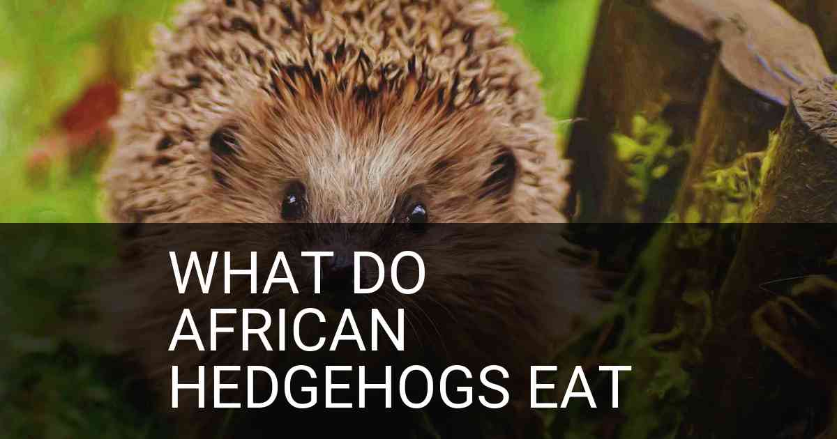 What Do African Hedgehogs Eat