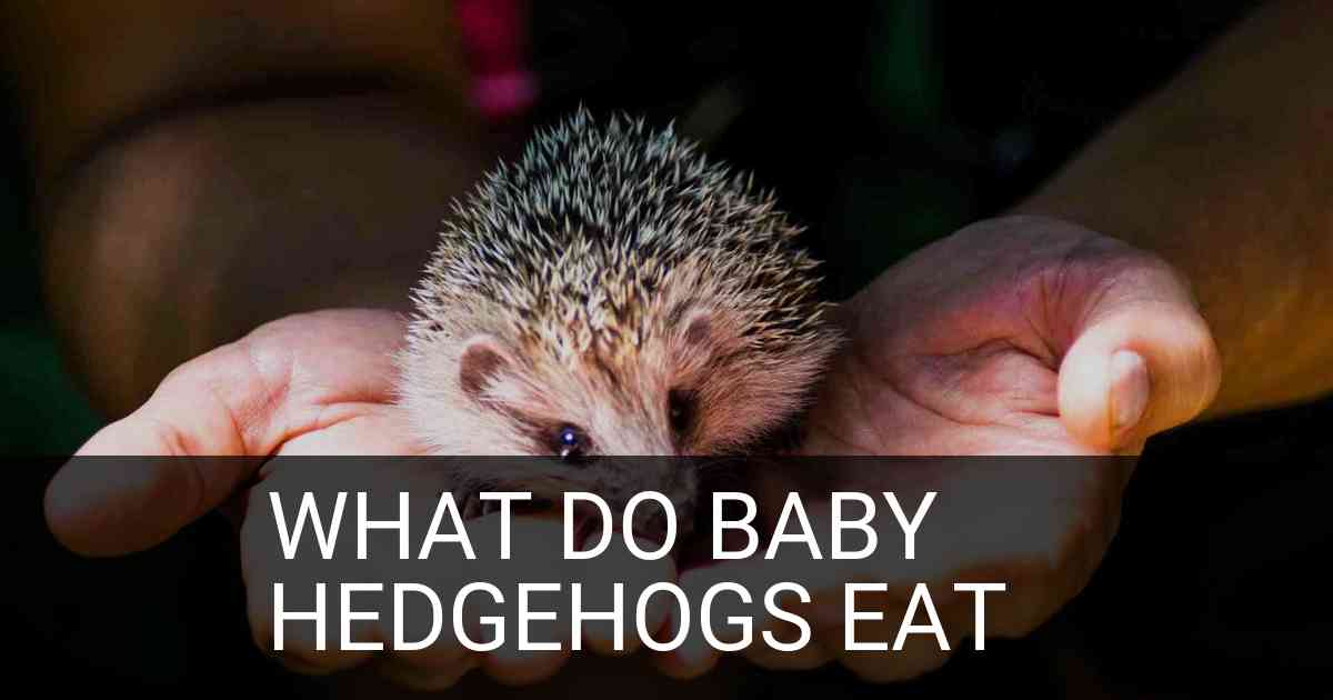 What Do Baby Hedgehogs Eat