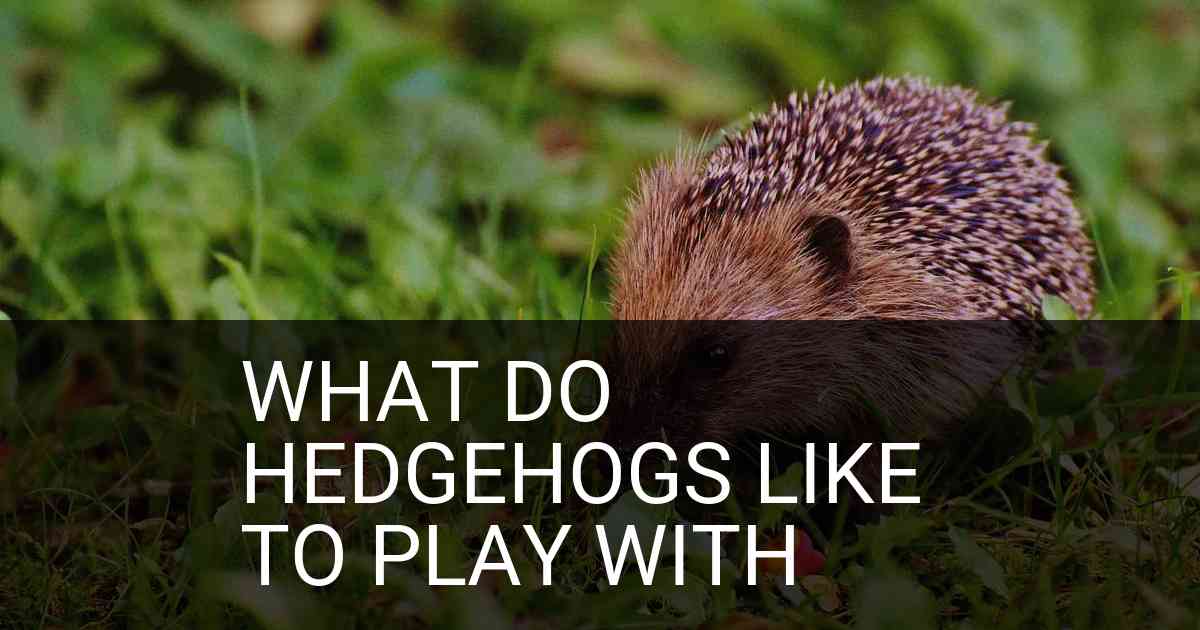 What Do Hedgehogs Like To Play With