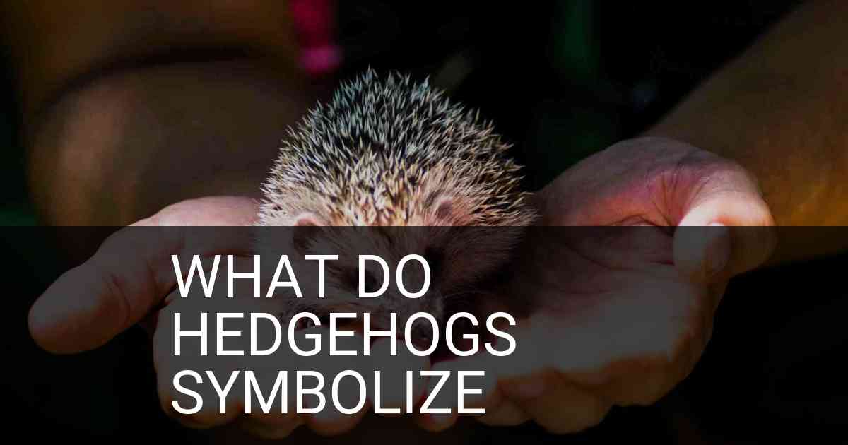 What Do Hedgehogs Symbolize