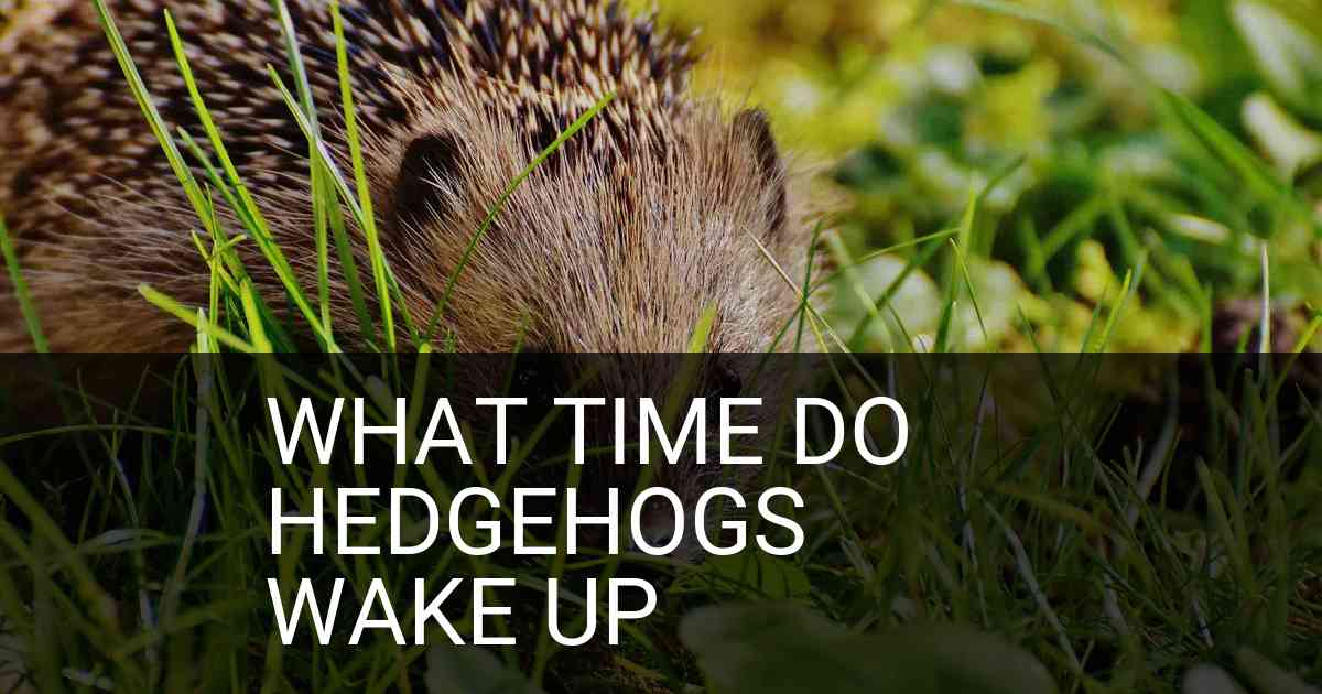 What Time Do Hedgehogs Wake Up