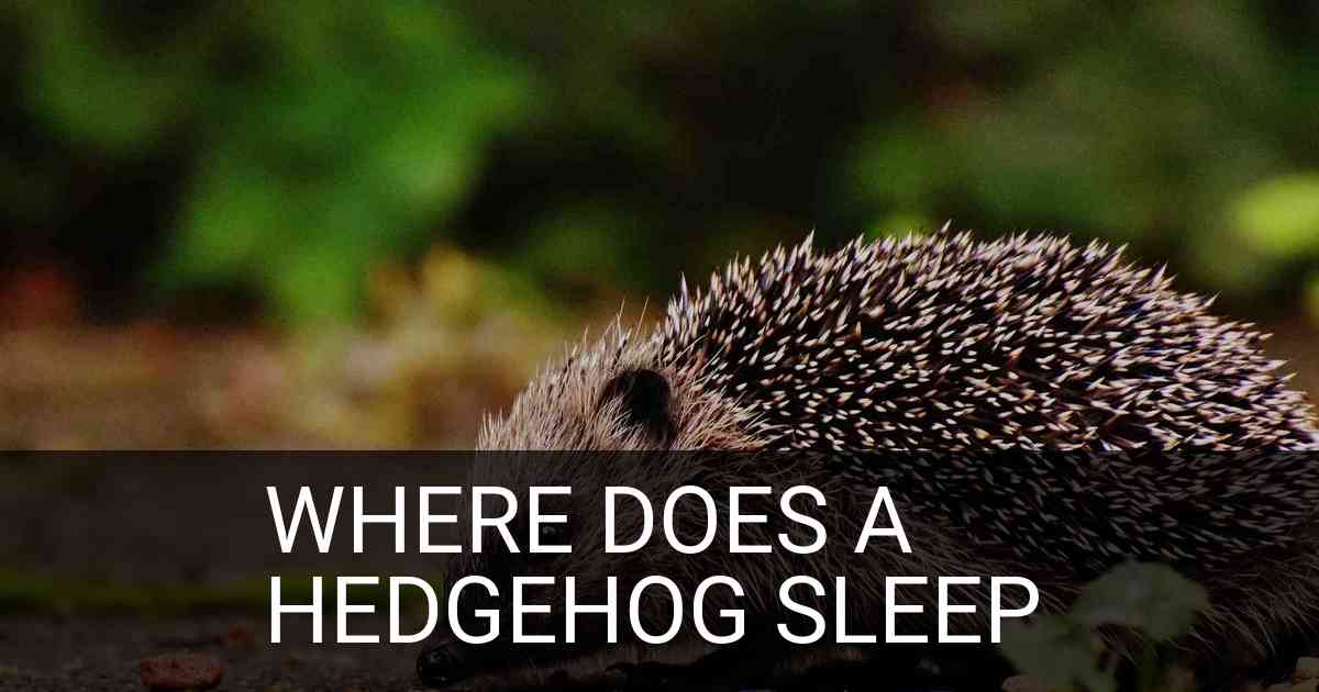Where Does A Hedgehog Sleep
