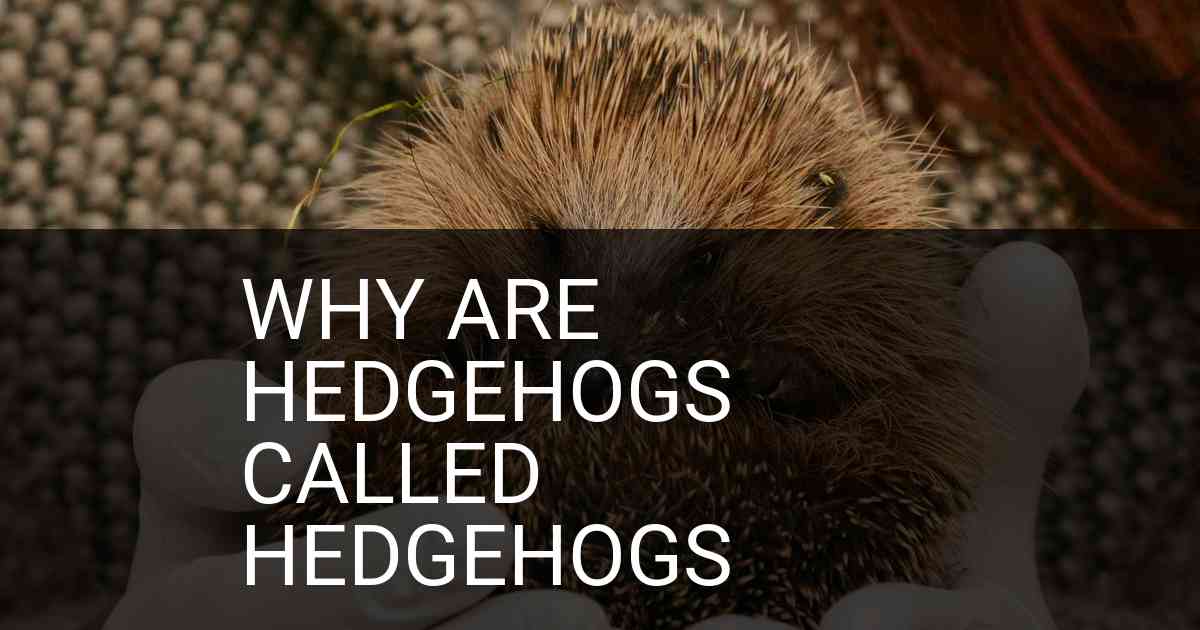Why Are Hedgehogs Called Hedgehogs