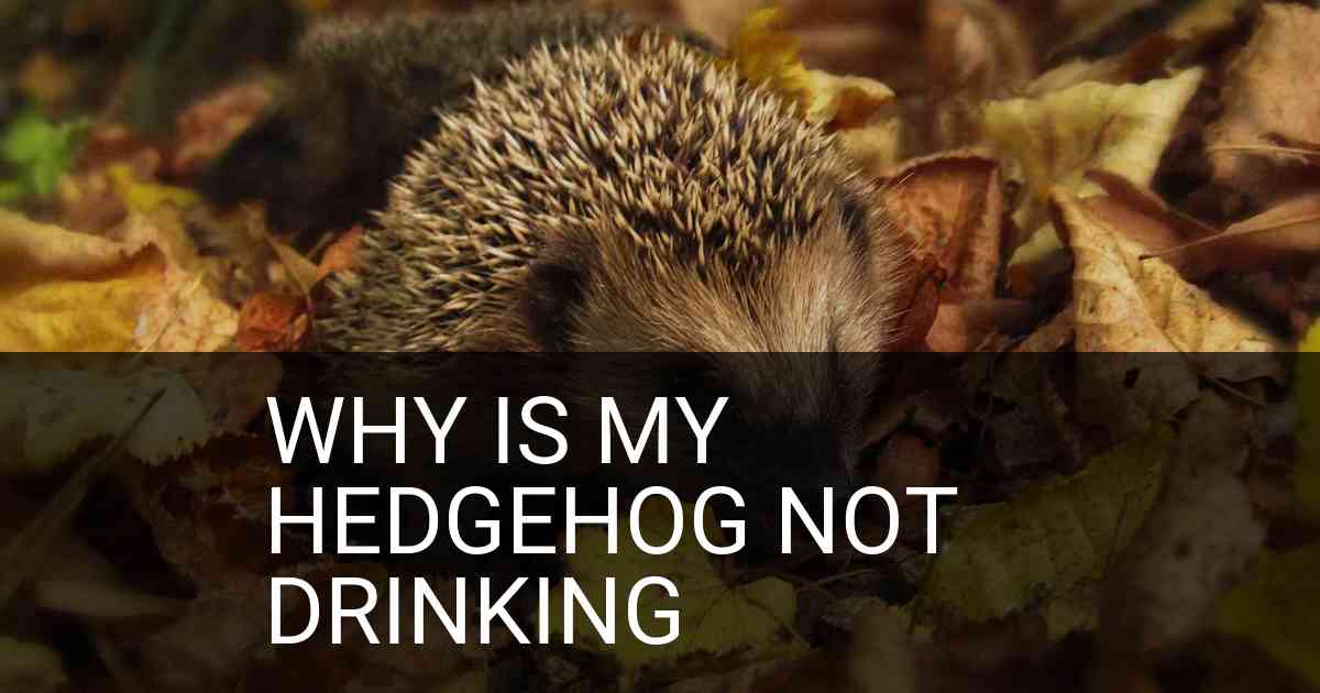 Why Is My Hedgehog Not Drinking