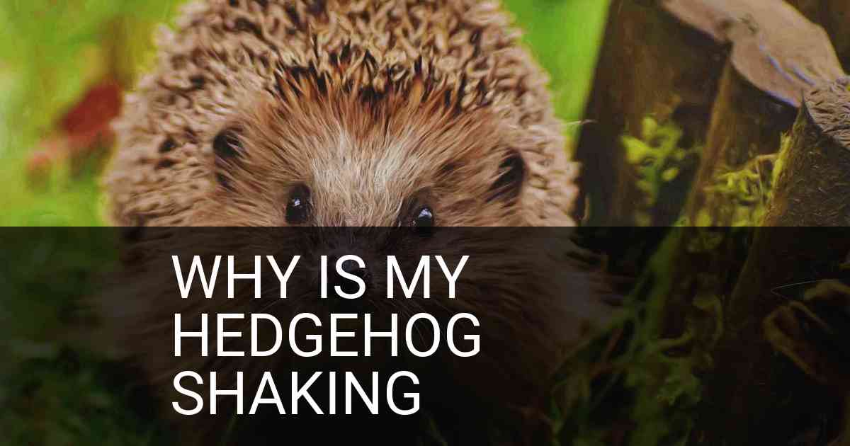 Why Is My Hedgehog Shaking
