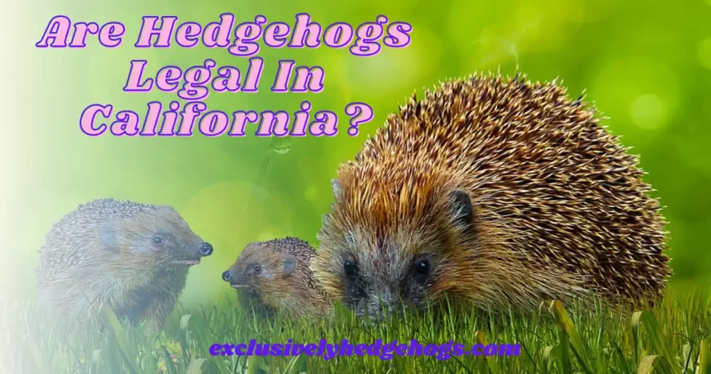 Are Hedgehogs Legal In California