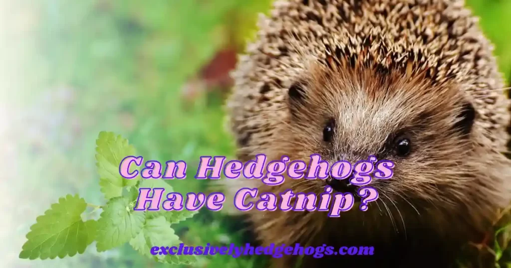Can Hedgehogs Have Catnip