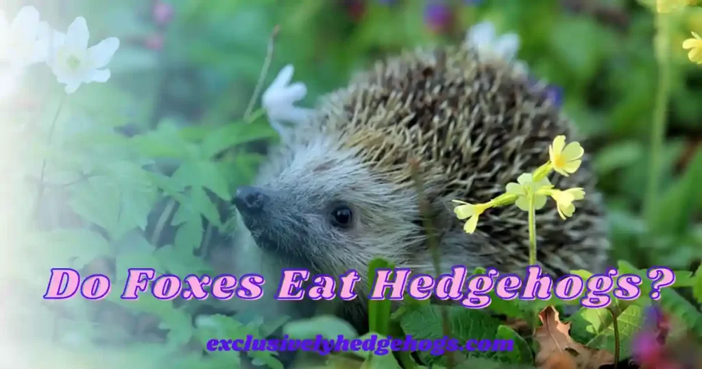 Do Foxes Eat Hedgehogs