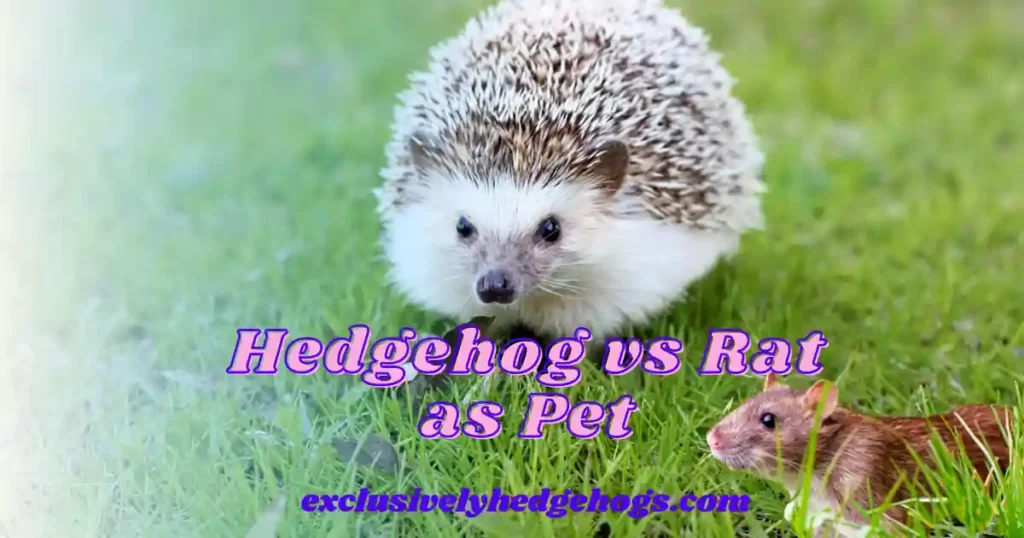 Hedgehog vs Rat as Pet