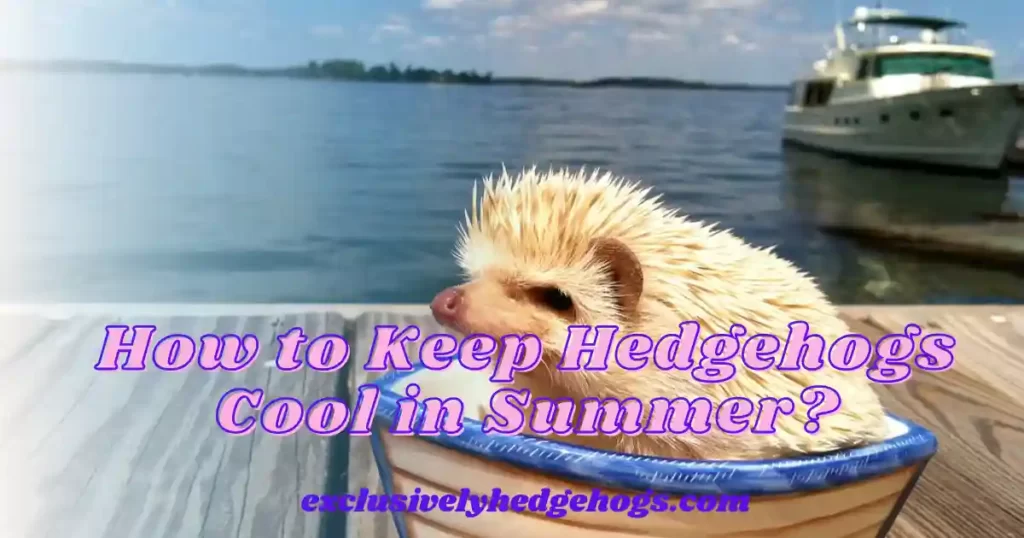 How to Keep Hedgehogs Cool in Summer