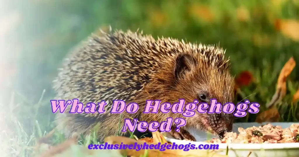 What Do Hedgehogs Need