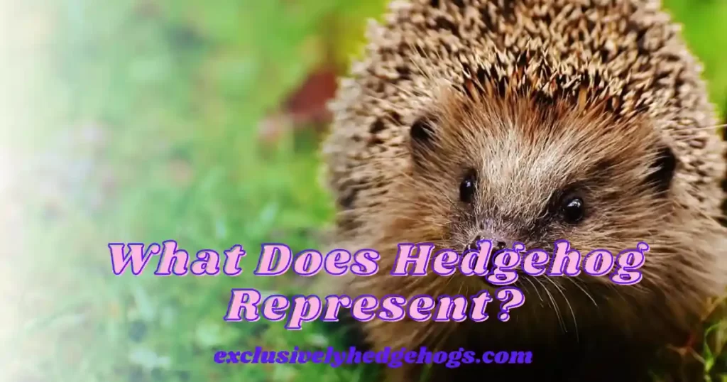 What Does Hedgehog Represent