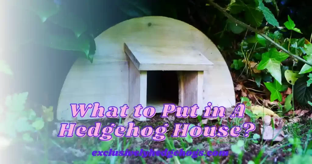 What to Put in A Hedgehog House